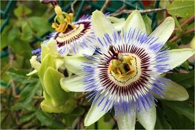 Colorful flowers in summer