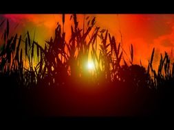 orange rays of sunset in nature
