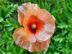 Macro photo of poppy flower