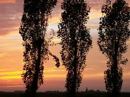 Sunset sky behind the poplars