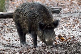 wild boars eating in the forest