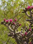 cholla cactus in the sonoran desert