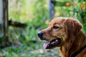 portrait of domestic golden retriever dog