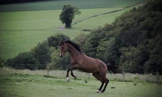 horse at farm dancing