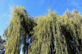 weeping willows, bottom view