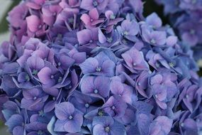 closeup photo of little hydrangea flowers blossom