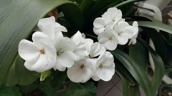 Pelargonium with white flowers