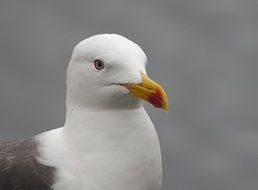 white seagull with a yellow beak close up