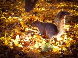 squirrel animals nager creature