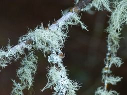 moss branch forest