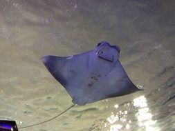 manta ray water