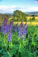 Blue lupine flowers on the field