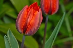 Buds of red tulips close-up