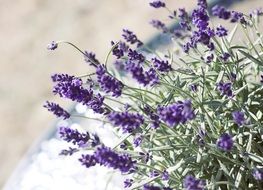 Decoration of beautiful lavender