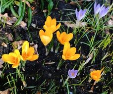 unimaginable crocus flowers