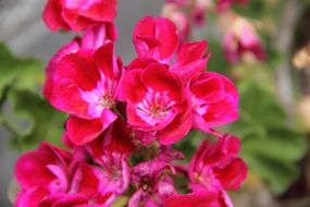 Beautiful, blossoming, pink and scarlet flowers with green leaves