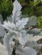 leaves dusty miller gray