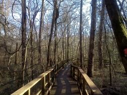 hiking trail in the forest among the trees