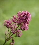 branch of lilac close up on a blurred background