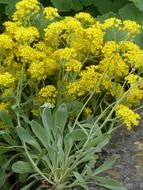 yellow stone herb flowers