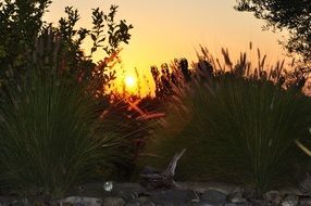 sunset behind green grass