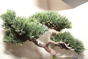 enchanting bonsai tree