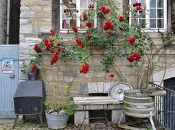 red climbing rose against a quarry stone facade of a building