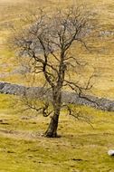 single tree and branches nature