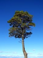 lonely tall tree and blue cloudy sky