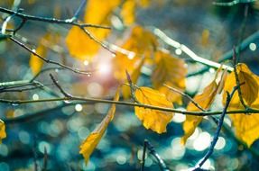 yellow leaves sunshine scenic view