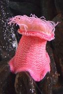 pink anemone in aquarium macro