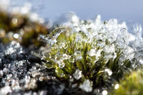 hoarfrost moss with crystals