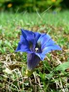 bewitching gentian mountain