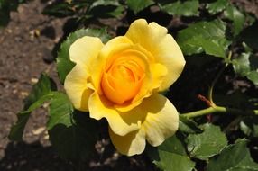 yellow rose in the home garden