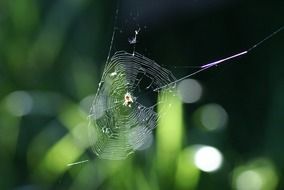 spider network in sunny day close