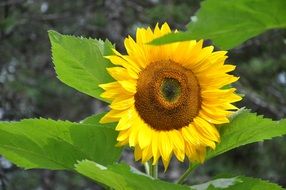sun flower in summertime