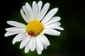 ladybug on white camomile