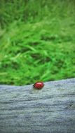 ladybug on weathered log