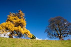 striking autumn trees on a hill