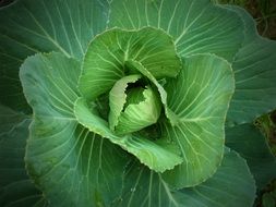 Green cabbage on the farm