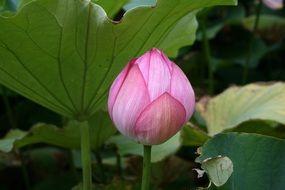 Picture of pink flower in botanical garden