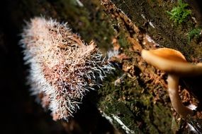 mushrooms tree stump