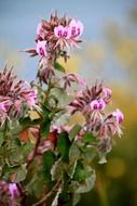 splendiferous pink flowers
