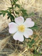 white wild flower on dry grass close up