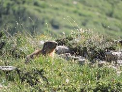 cute mountain marmot portrait