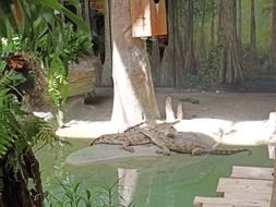 Beautiful South American alligators near the tree