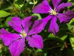 blooming purple prunes