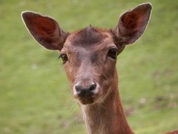 extraordinarily beautiful roe deer