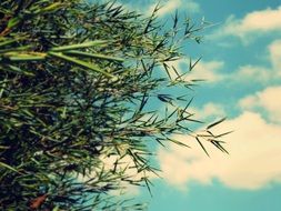 Bamboo leaves against the blue sky with clouds