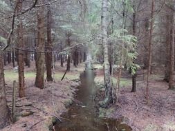 stream in harmony with the forest